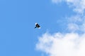 Flying magpie bird in blue sky with white clouds