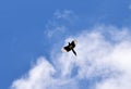 Flying magpie bird in blue sky with white clouds