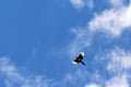 Flying magpie bird in blue sky with white clouds