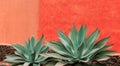 Minimal plants on pink art. Aloe. Plant lover concept