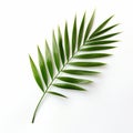 Minimal Retouched Palm Leaf On White Background A Botanical Still Life