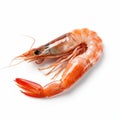 Minimal Retouched Shrimp On White Background - 32k Uhd