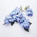 Minimal Retouching: Blue Hydrangea Flowers On White Background