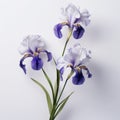 Minimal Retouching: Delicate Iris Flowers On White Background