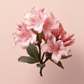 Minimal Retouching: Pink Azalea On Peach Background