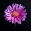 Minimal Retouching: Pink Daisy On Black Background With Vibrant Colors