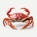 Minimal Retouching: Red Crab On White Background