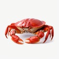 Minimal Retouching: Stunning Red Crab Isolated On White