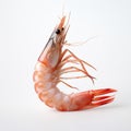 Minimal Retouching Stunning Shrimp On White Background