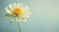 Minimal Retouching: White Flower With Light Yellow And Teal Style