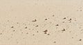 Minimal sandy surface background with small birds creating subtle pattern Royalty Free Stock Photo
