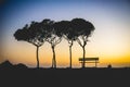 Minimal shot of four Umbrella trees in a row and a bench