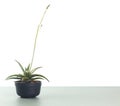 Minimal small pot of haworthia plant with flower against white background