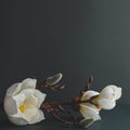 Minimal still life with branch of white magnolia on dark background..Festive floral greeting card. Trendy nature concept