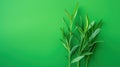 Minimal Style of Tarragon Leaves on a Green Background AI Generated