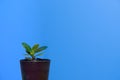 Minimal tree in pot on blue solid background with copy space