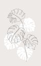 Minimal tropical art. Tropical monstera leaves silhouette and line art on pastel beige background