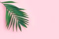 Minimal tropical green palm leaf on  pink paper background Royalty Free Stock Photo