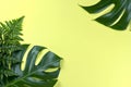 Tropical split leaves and fern on yellow background