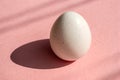 Minimal White Egg on Pink Pastel Background with Shadow Royalty Free Stock Photo