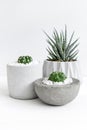 Minimal white theme small cute cactus and zebra prints haworthia in cement pots Royalty Free Stock Photo