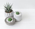 Minimal white theme small cute cactus and zebra prints haworthia in cement pots Royalty Free Stock Photo