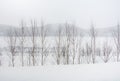 Minimal winter landscape, group of trees with the lake and mountain background during snowfall on winter day Royalty Free Stock Photo