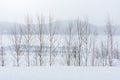 Minimal winter landscape, group of trees with the lake and mountain background during snowfall on winter day, copy space, Hokkaido Royalty Free Stock Photo