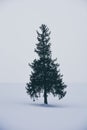 Minimal winter landscape, single spruce tree on snow covered hill during snowfall on winter day, copy space, Christmas tree Royalty Free Stock Photo