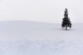 Minimal winter landscape, single spruce tree on snow covered hill during snowfall on winter day, copy space, Christmas tree Royalty Free Stock Photo