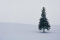 Minimal winter landscape, single spruce tree on snow covered hill during snowfall on winter day, copy space, Christmas tree Royalty Free Stock Photo