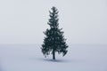 Minimal winter landscape, single spruce tree on snow covered hill during snowfall on winter day, copy space, Christmas tree Royalty Free Stock Photo