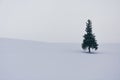 Minimal winter landscape, single spruce tree on snow covered hill during snowfall on winter day, copy space, Christmas tree Royalty Free Stock Photo