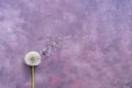 Minimalism, fluffy dandelion with seeds on a beautiful abstract purple background. Copy space, flat lay Royalty Free Stock Photo