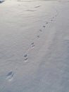 Minimalism Footprints Fox traces winter snow Royalty Free Stock Photo