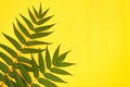 Minimalism green leaves on a yellow background