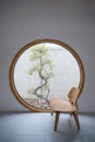 Minimalism interior of wooden chair with round window and tree Royalty Free Stock Photo