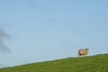 Minimalism, Lonely Sheep on a Hill