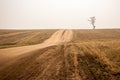 Minimalism. The steppe road goes to the horizon where a lonely tree stands