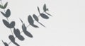Eucalyptus Leaf Shadow Pattern on a Textured White Background leaves light Royalty Free Stock Photo