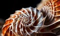 abstract piece showcasing the spiral patterns found in seashells