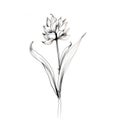 Minimalistic Ink Drawing Of A Hyacinth Flower