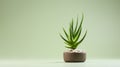 Minimalist Aloe Vera Bonsai Tree On Grey Background Royalty Free Stock Photo