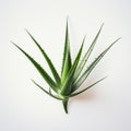 Minimalist Aloe Vera Plant: Organic Texture With Innovative Techniques