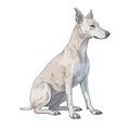 Minimalist American Hairless Terrier Watercolor Painting for Pet Lovers.