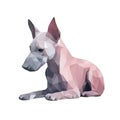 Minimalist American Hairless Terrier Watercolor Painting for Pet Lovers.