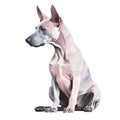 Minimalist American Hairless Terrier Watercolor Painting for Pet Lovers.