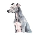 Minimalist American Hairless Terrier Watercolor Painting for Pet Lovers.