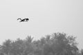Minimalist of Asian openbill stork bird flying Royalty Free Stock Photo