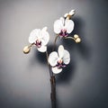 Minimalist background featuring a single elegant orchid.